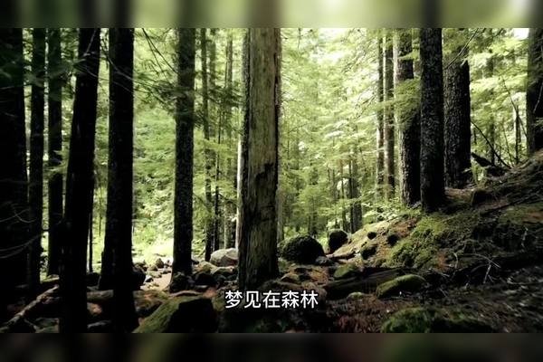 梦见自己爬山，预示积极变化与好运。-红迪亚