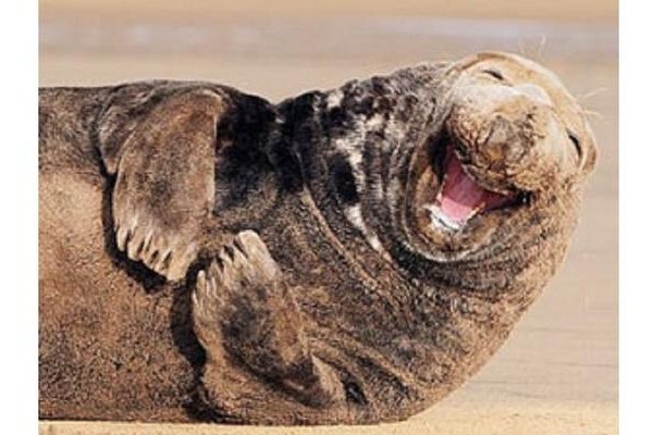 梦见自己哈哈大笑-红迪亚