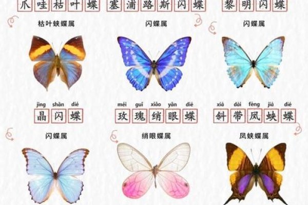 目迷五色，猜一动物——蝴蝶-红迪亚