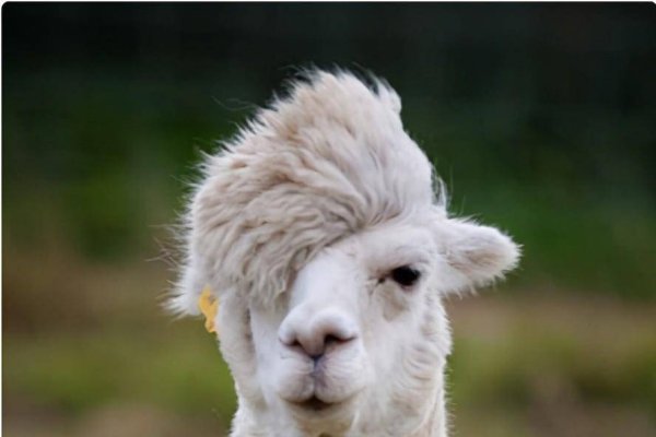 毛毛细雨与生肖，从形象、性格解读，答案或是羊-红迪亚