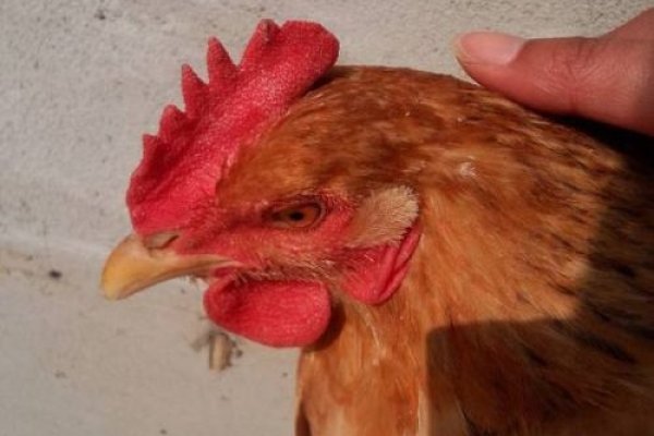 美如冠玉指鸡-红迪亚