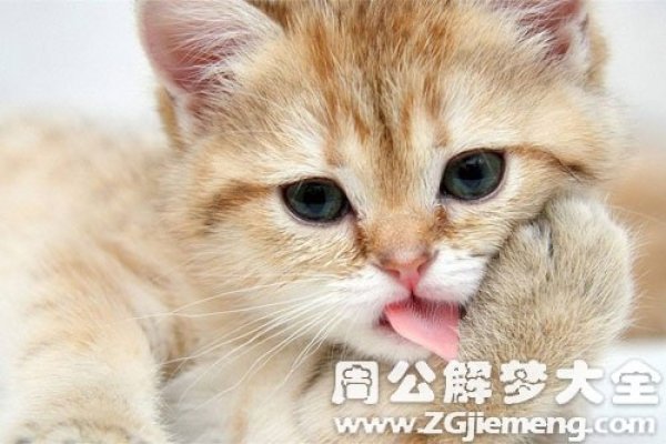 梦杀猫预示什么-红迪亚