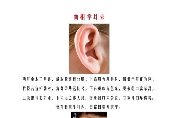 面相分析耳部图解-红迪亚