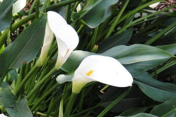 马蹄莲的花语及寓意，马蹄莲花语的奥秘，从永结同心到纯洁友谊的多种解读-红迪亚