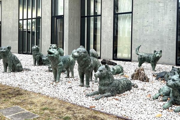 明知故犯的生肖之谜。-红迪亚