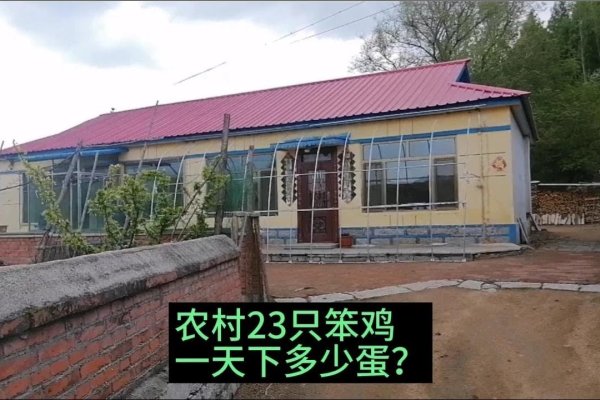 农夫家中出千金生肖鸡-红迪亚