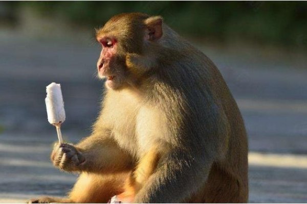 弄假成真，生肖猴。-红迪亚