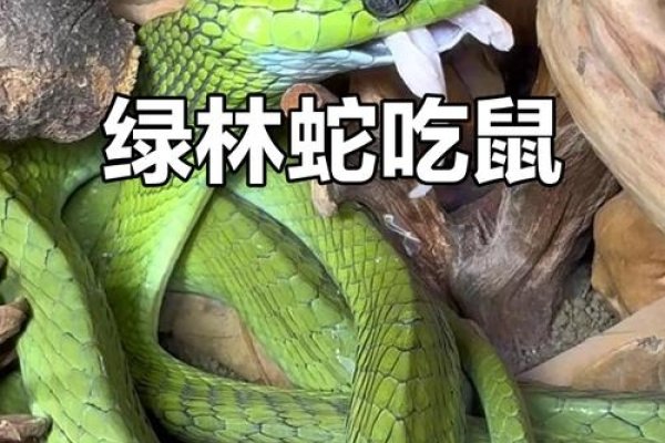 农家后院绿树蛇生肖。-红迪亚