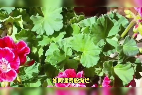 女人好运微信名字集-红迪亚