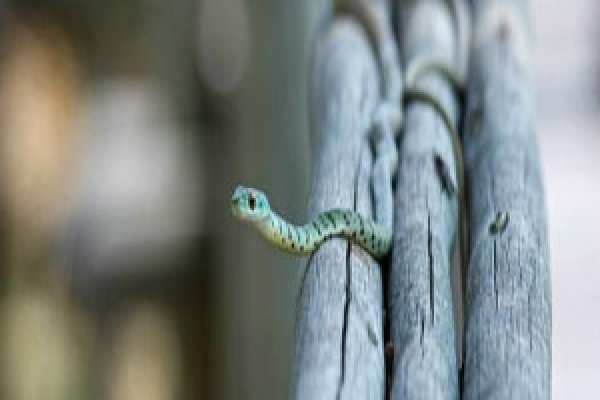 女人梦见蛇，情感与财运的预兆-红迪亚