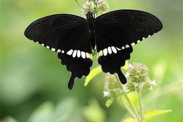 女人梦见黑蝴蝶，预示运势波动，事业顺利但需防身心疲劳，梦境解析，黑色蝴蝶象征着挑战和压力。可能意味着你在工作中需要投入更多精力应对突发情况，注意身体健康和适当放松。不同情境下梦到黑蝴蝶有不同的解读，有时也代表即将来临的困难或不吉利的事情。出行、怀孕或恋爱中的女性梦此也有特定寓意。-红迪亚