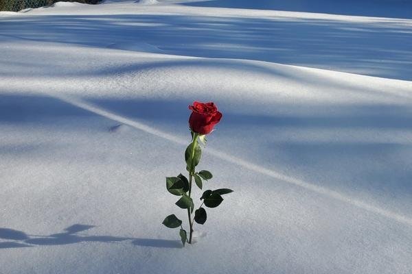 女人梦见下雪寓意解析，财运、情感与人际关系的预兆？-红迪亚