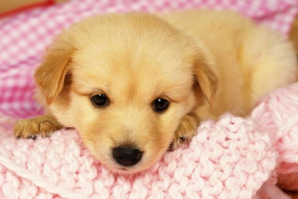 女人梦见狗的七大预兆详解,关系恶化、交通事故暗示、时间观念提醒、人缘旺盛兆头、发展顺利预示、财运不错象征,以及安全逃脱的象征。梦境中的狗可能代表忠诚与友情的象征、警示潜在危险等含义。-红迪亚