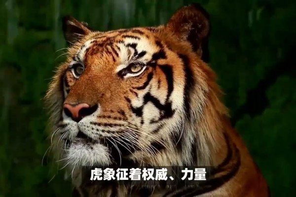 哪些属相不适合佩戴貔貅？-红迪亚