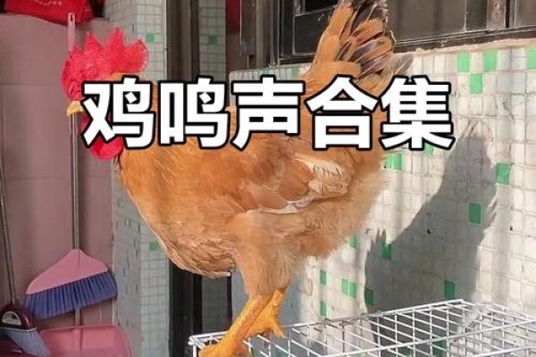 曲高和寡暗示的生肖是鸡，因为鸡的鸣声最为特别，一天到晚叽叽喳喳像是在唱歌。-红迪亚