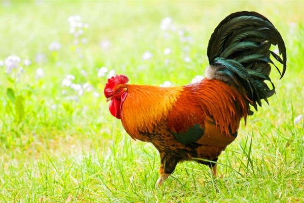 七月初七玄机解生肖，答案指向鸡与虎。-红迪亚