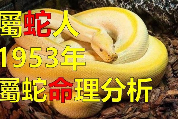 入木三分的生肖解析，蛇为最佳答案-红迪亚