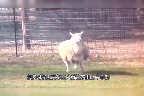 三长两短猜一生肖，谜底是狗。解释如下，三长指的是狗的尾巴、腿和舌头都是长的，两短则是指狗的耳朵和鼻子相对较短。-红迪亚