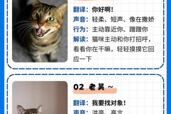 山东方言吃猫含义探讨-红迪亚