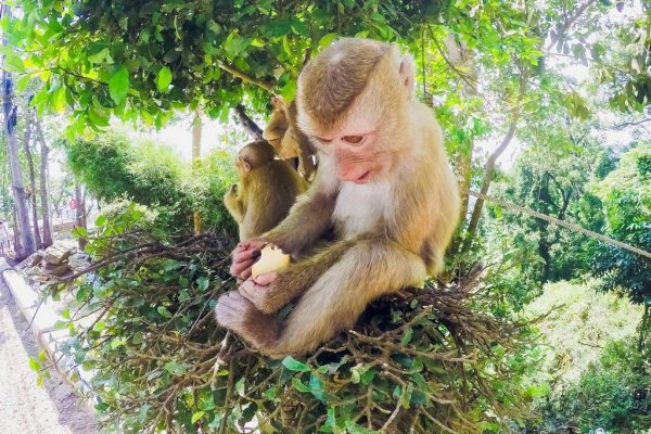 声东击西对应的生肖是猴。-红迪亚