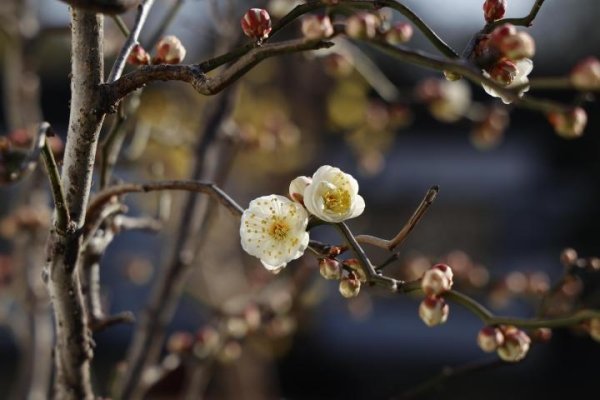 十大阴气重花名录-红迪亚