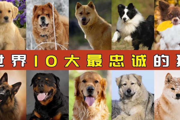 十二生肖中最忠诚的是狗-红迪亚