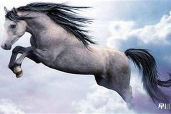 水落石出生肖马-红迪亚