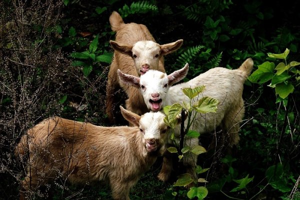 三五成群打一生肖，谜底是羊。羊群常以其群居特性象征群体，与三五成群描述的情景相契合。-红迪亚