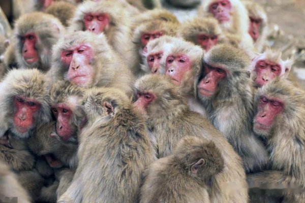 生肖抱团取暖的智慧与策略，鼠猴共渡寒冬-红迪亚