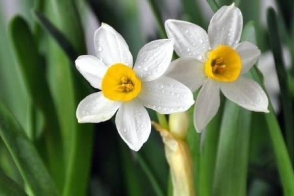 水仙花摆放的风水禁忌与注意事项，财位不宜放，金属旁更忌-红迪亚