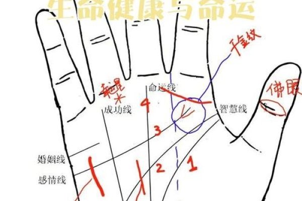 手相解读健康的真相与误区，掌纹背后的健康密码解析-红迪亚