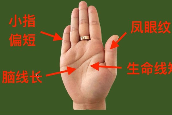手相解析，生命线形态揭示的寿命暗示与体质预警-红迪亚