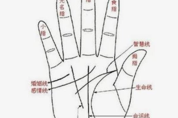 手相解析，婚姻线的奥秘与感情预测-红迪亚