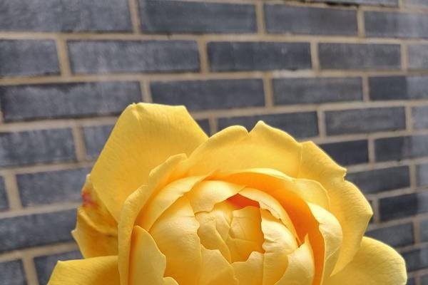 生肖牛，勤劳踏实的象征-红迪亚