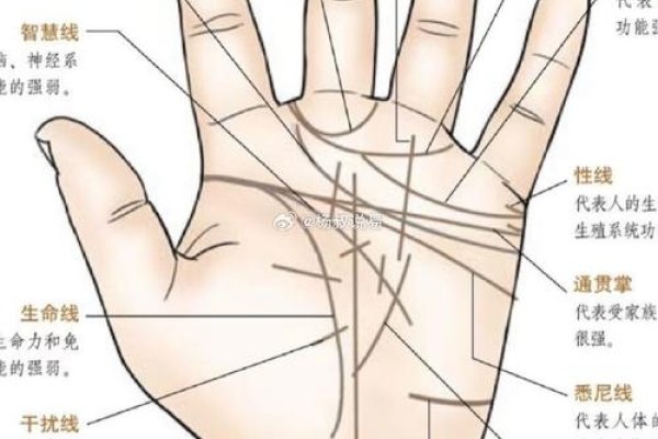 手相算命图解，成功线与财运纹路分析-红迪亚