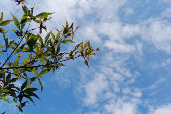 三伏天时间表（庚日计算及阶段划分），从夏至至末伏，初伏始于7月首旬。中、末伏天数固定为十天或二十天不等。-红迪亚