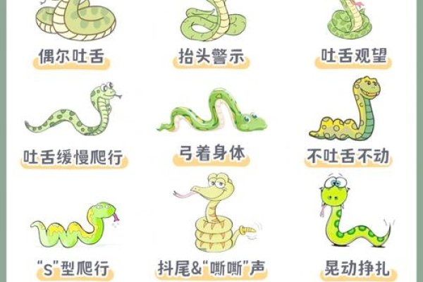 生肖蛇解析，俯伏卧姿与行动方式揭秘-红迪亚