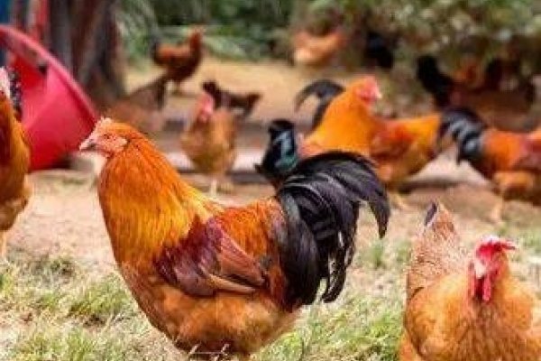 生肖鸡揭秘打马虎眼的真相-红迪亚