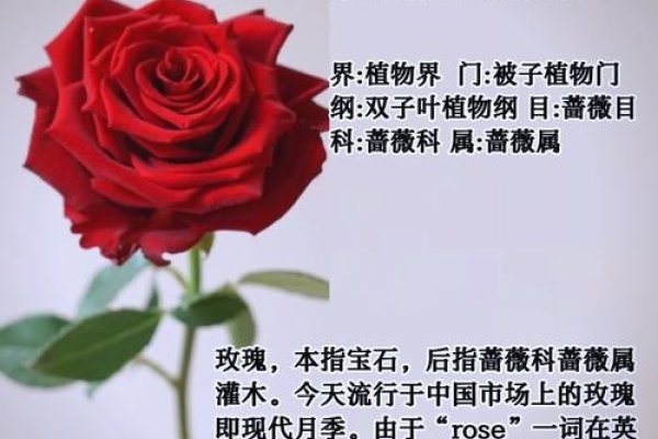 十朵玫瑰花语解析，爱情完美-红迪亚