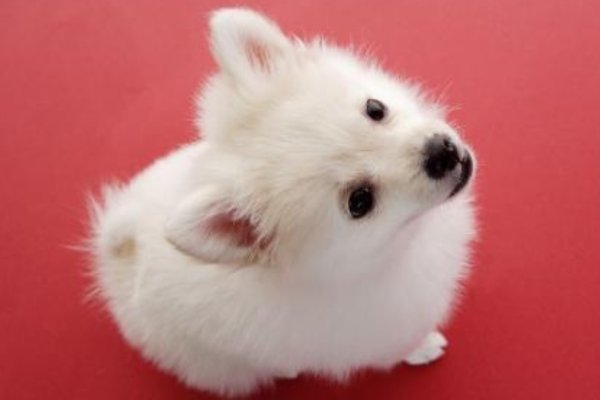 生肖蛇，适中体型展现不大不小之美，狗与兔的睁闭眼之谜-红迪亚