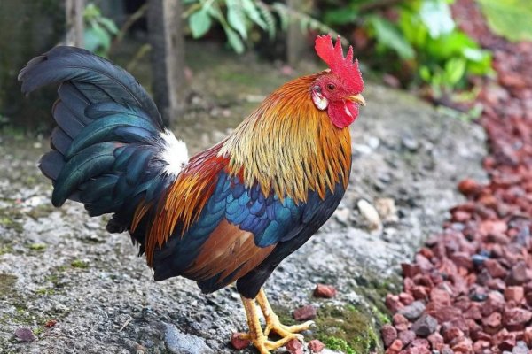 生肖鸡，公鸡齐声打鸣，象征异口同声-红迪亚