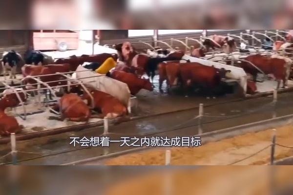 生肖谜语解析，官大权大肚子大的动物是？-红迪亚