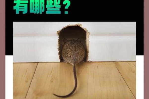 生肖鼠与毛骨悚然，胆小如鼠，恐惧感解读-红迪亚