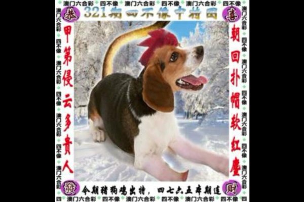 生肖谜语解析，三言两语狐狸精，马或是龙？-红迪亚