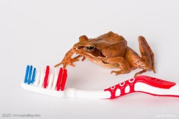 生肖之谜，牙刷与哪个动物有关？-红迪亚
