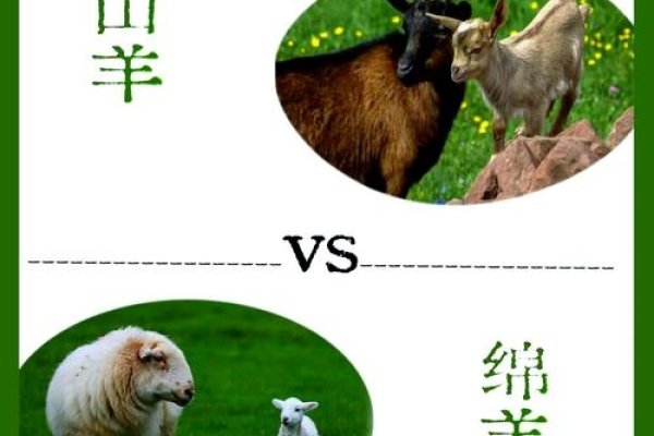 三阳开泰与生肖羊的紧密关联解析-红迪亚