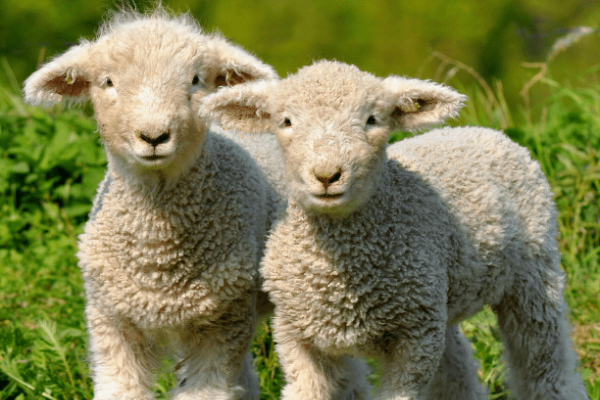 天各一方生肖谜底羊。-红迪亚