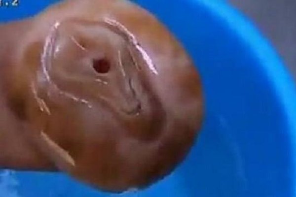 太岁女记者肉灵芝事件标题-红迪亚