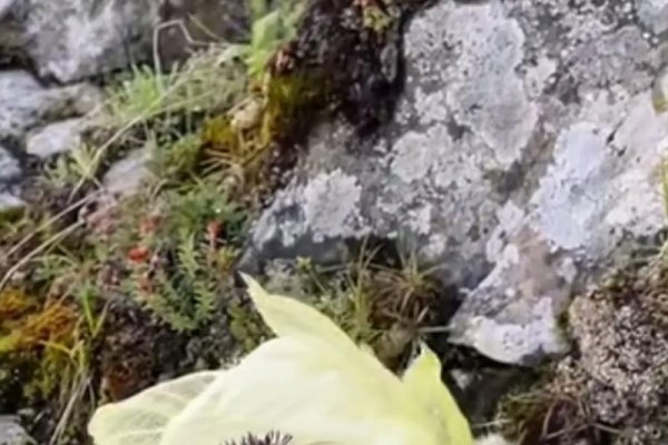 天山雪莲与生肖之谜-红迪亚