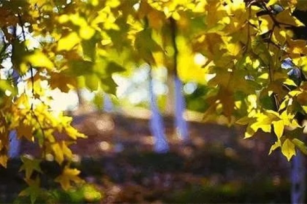 听凉秋风紧，秋意渐浓，凉意逼人-红迪亚